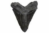 Fossil Megalodon Tooth - South Carolina #306310-2